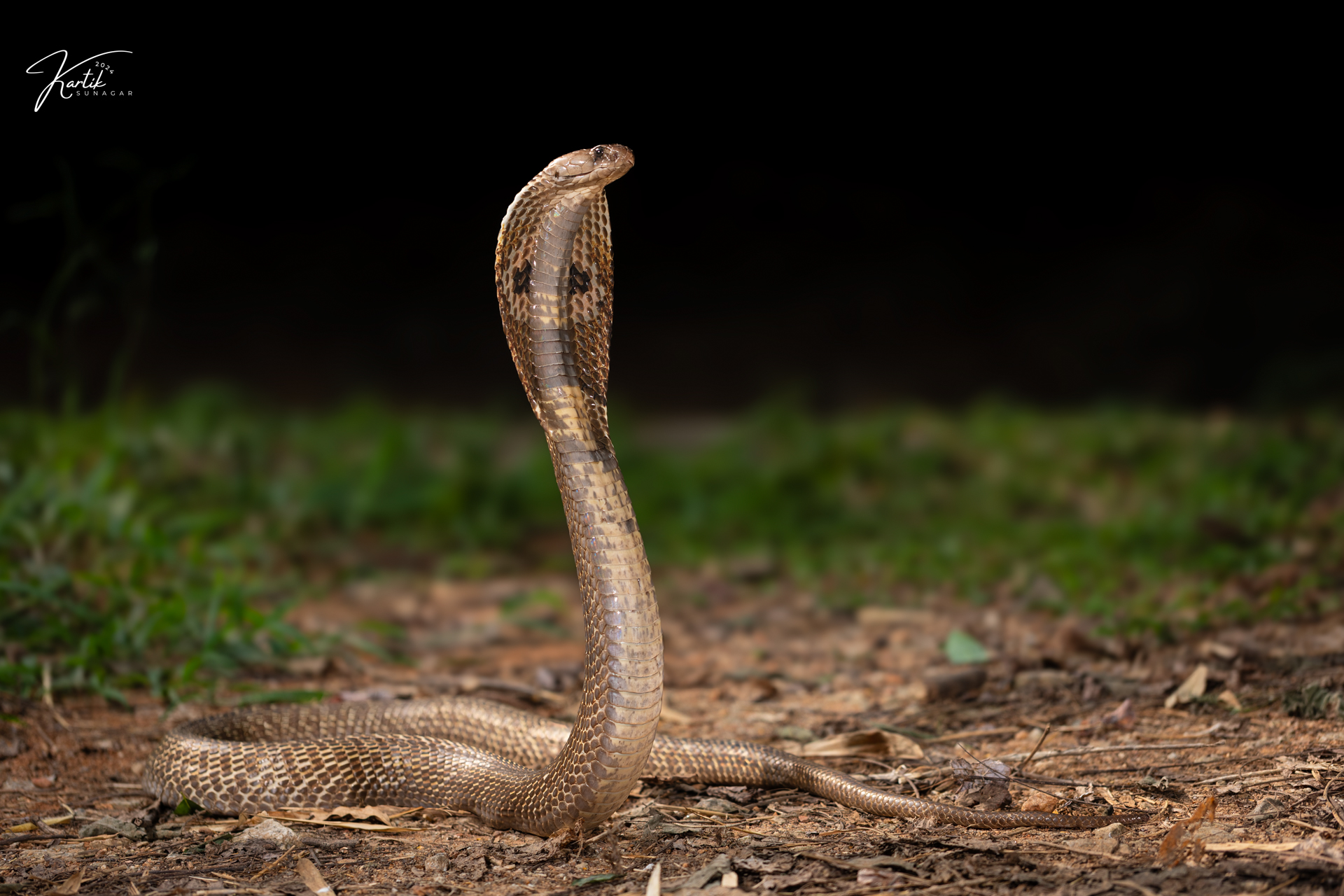 Spectacled Cobra