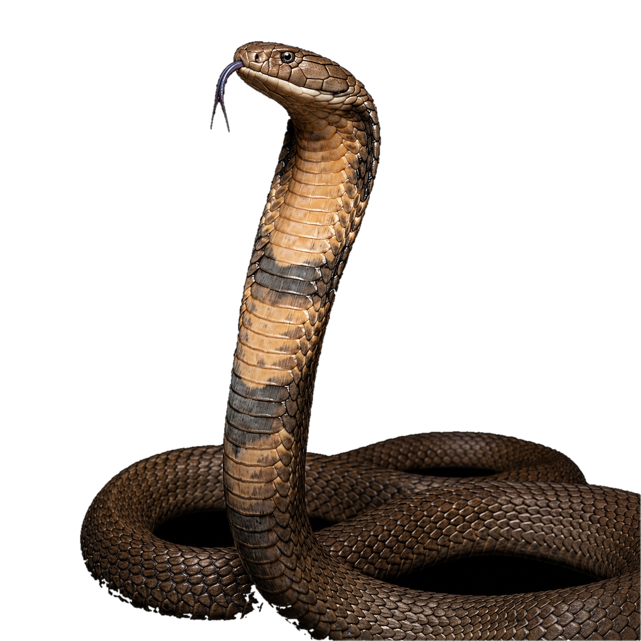 King Cobra